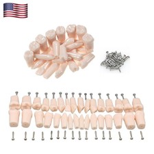 US Kilgore Nissin 200/500 Type Dental Typodont Model Removable Teeth  Screws