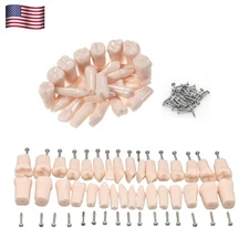 US Kilgore Nissin 200/500 Type Dental Typodont Model Removable Teeth & Screws