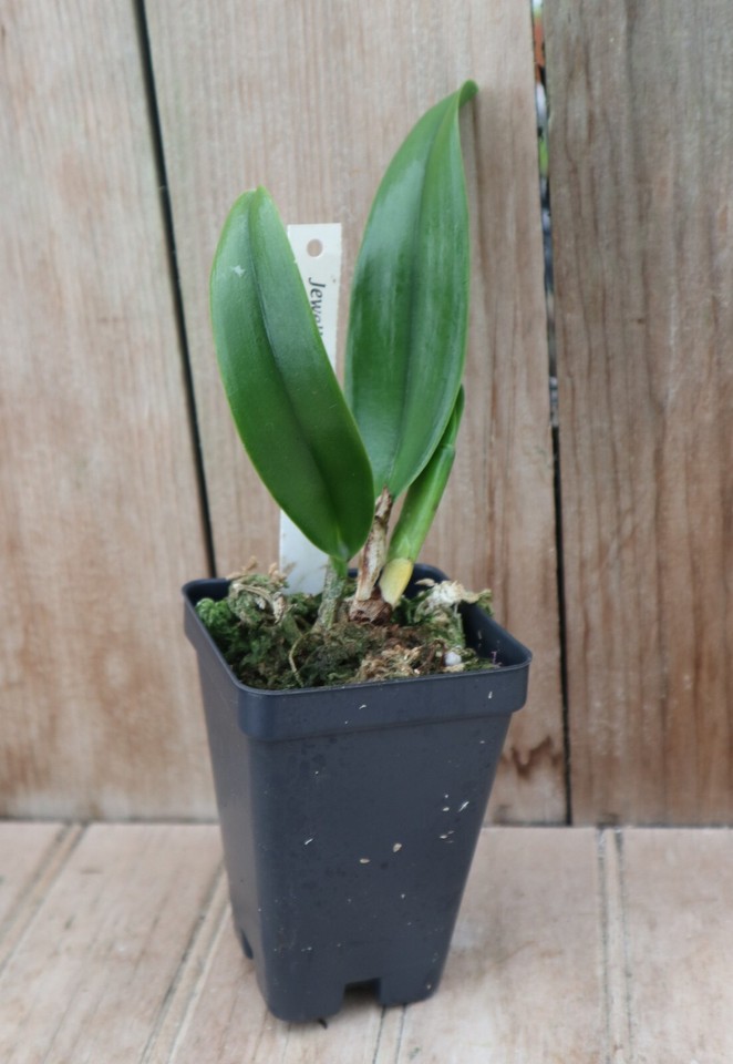 Cattleya LC Dinard ‘Blue Heaven’ Orchid Plant eBay