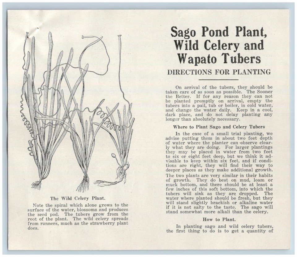 1920s NOS LOT Geo Hamilton Aquatic Farm Duck Hunt Detroit Lakes MN
