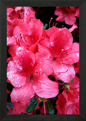 Rote Azalee gerahmtes Wandbild Poster Leinwanddruck Bild