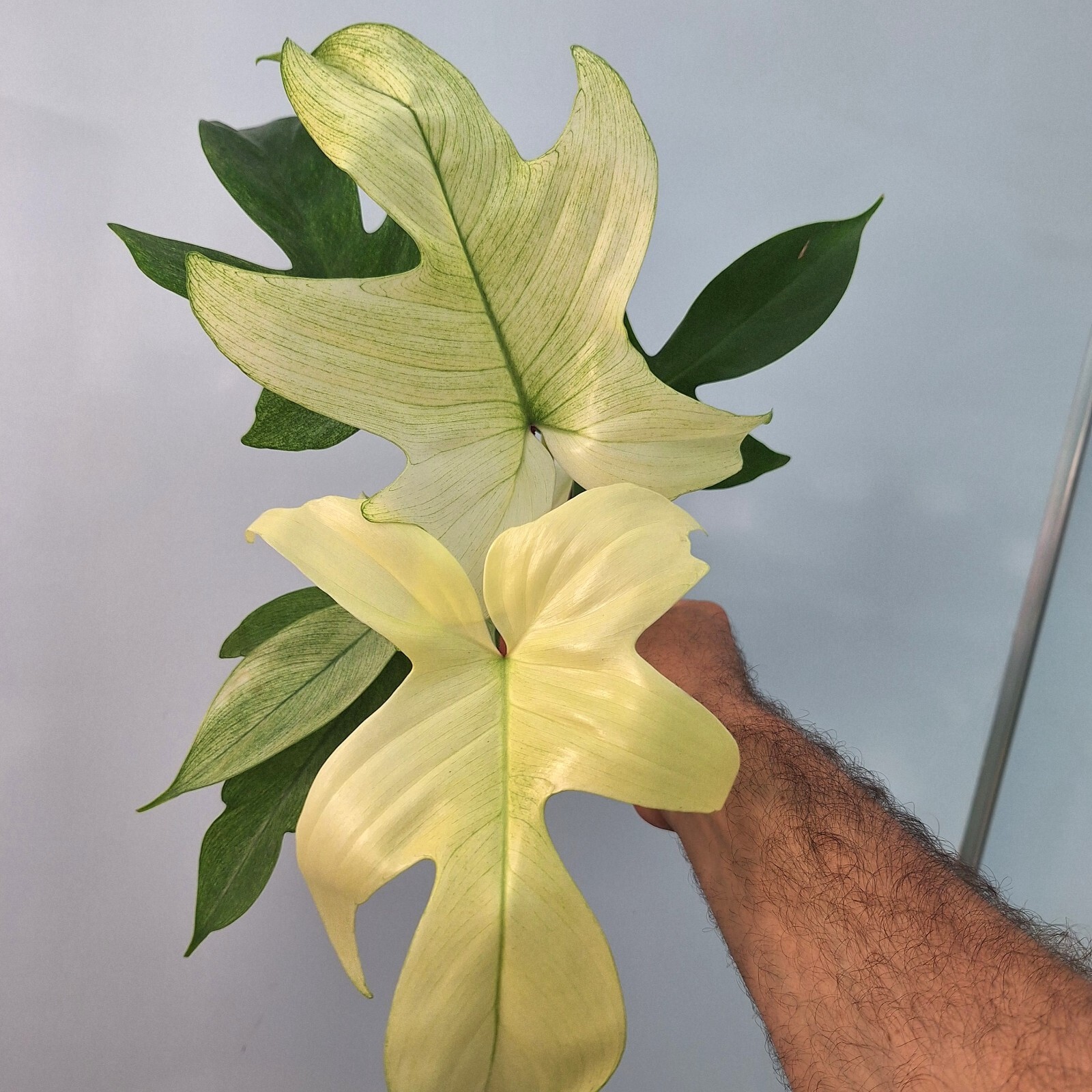 Philodendron Florida 'GHOST'
