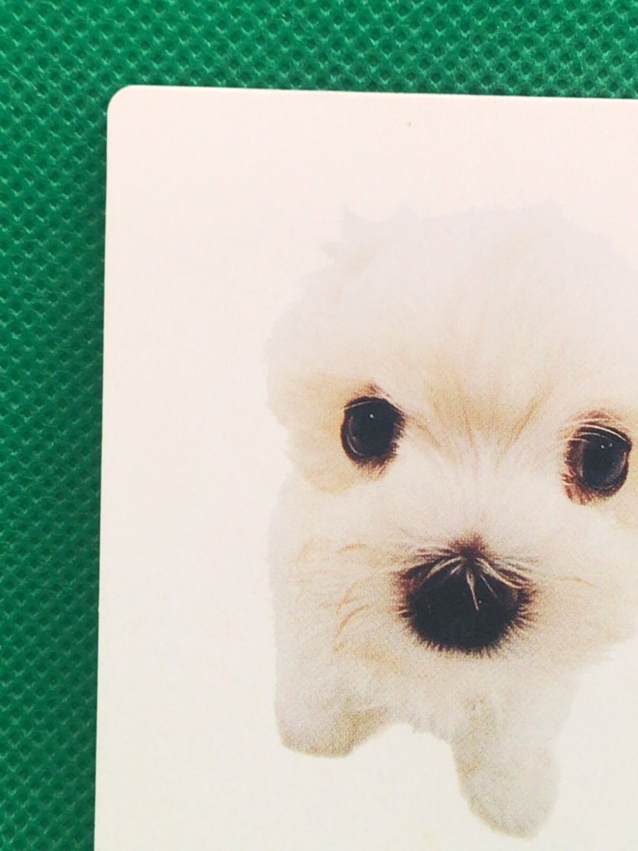 Maltese THE DOG artist collection card McDonald's collab 2003 F/S