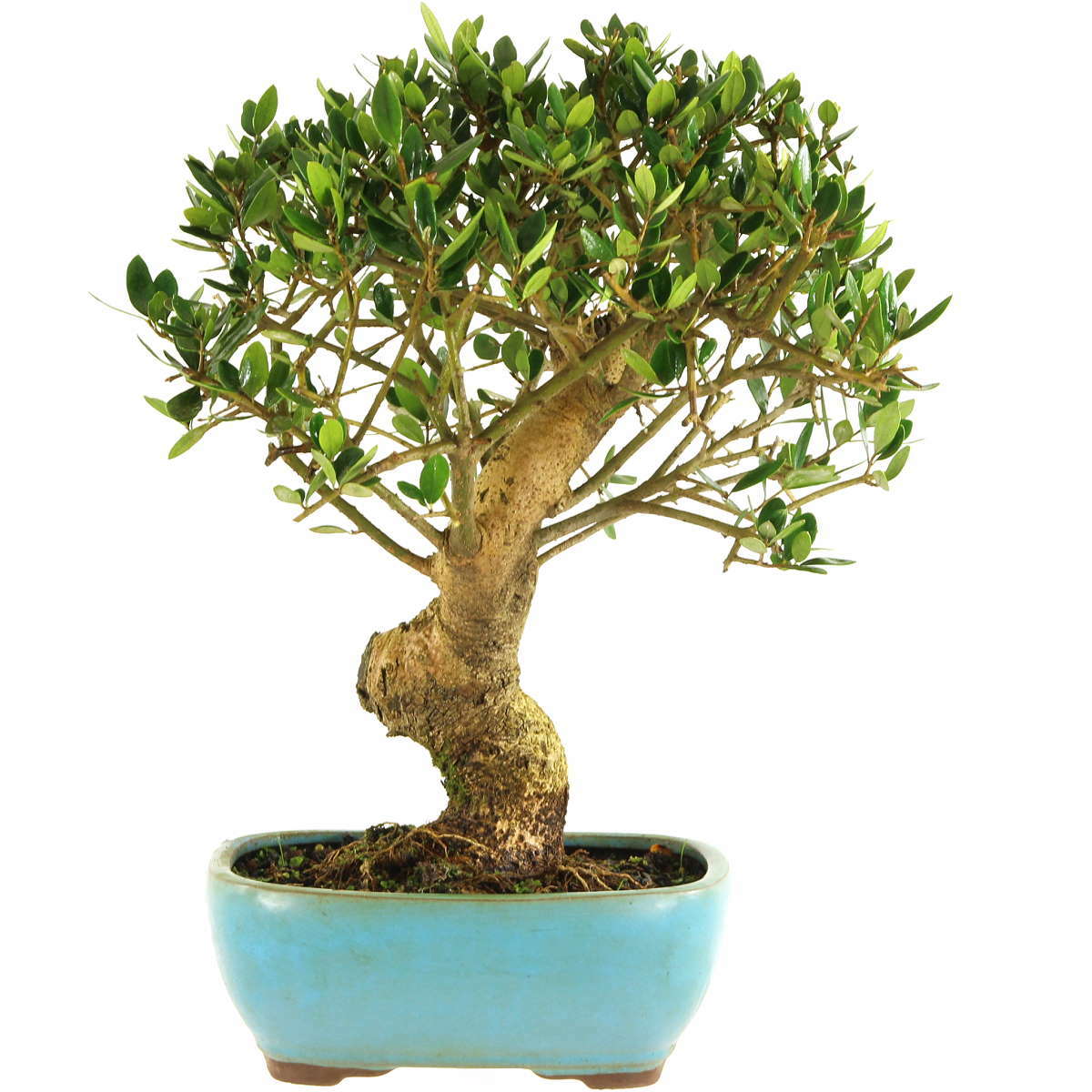 Olivastro, Bonsai, 14 anni, 39cm (141-14) Olivastro, Bonsai, 14 anni, 39cm (141-14)