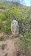 Rainbow Hedgehog Cactus | Echinocerys Rigidissimus v Rubrispinus | Pink Cactuses