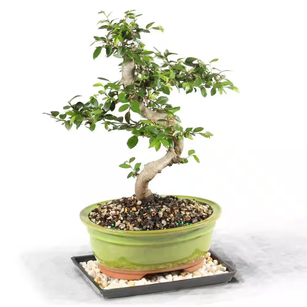 Chinese Elm Bonsai Tree Outdoor Plant in Ceramic Bonsai Pot Container,  7-Years O | eBay