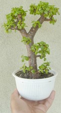 Jade Pre Bonsai Dwarf Shohin Fat Trunk Portulacaria Flowers