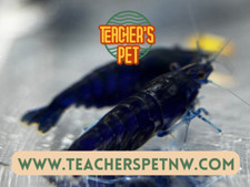 10 1 for DOA Blue Ocean Blue Diamond Shrimp - Neocaridina Freshwater Shrimp