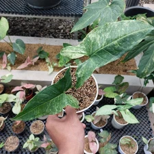 Actual Photo Syngonium Mint Of Sumatra Variegated Free Phytosanitary