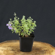 Pianta di erba gatta Nepeta faassenii pianta perenne fiorita blu resistente all'inverno