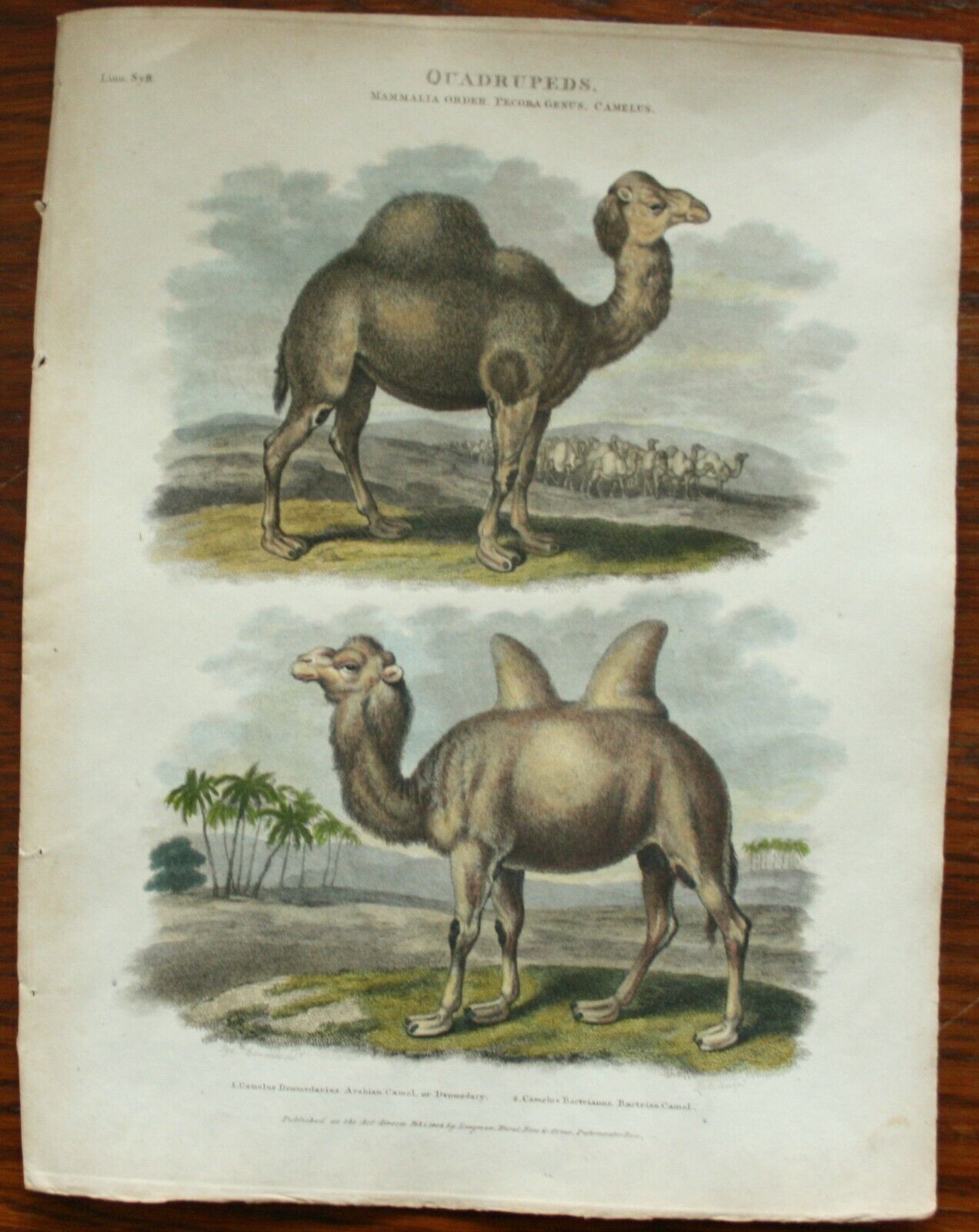Quadruped Camel Genus Camelus 【59%OFF!】 Hand by Coloured Rees Engraving 激安正規 pu