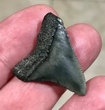 SUPER SWEET  - S.W. FLORIDA - MEGALODON SHARKTOOTH FOSSIL