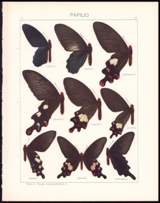 1912 Adalbert Seitz Butterflies World, Indoaustralica, Adamsoni, Ravana, etc
