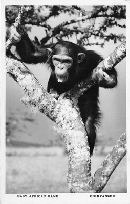 Schimpanse im Baum Affe Ostafrikanisches Spiel Postkarte (H641)