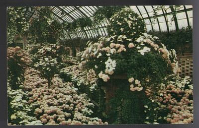 PC-4254**Vtg.  PC **Pink & White Garden, Phipps Conservatory**  Pittsburgh, Pa