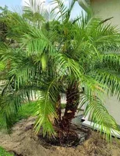 Dwarf Pygmy Date Palm Tree Seeds (Phoenix roebelinii) Great Indoor Houseplant
