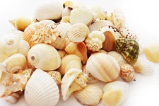 1/2lb (50) Indian Ocean Shell Mix (1"-2" / 25-50mm) Beach Decor Ocean Art Craft 