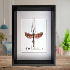 Diesbachia Tamyris Stick Insect Specimen, Framed Bug Taxidermy, Entomology Gift