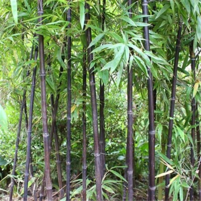 #ad #ad 52Black Bamboo seeds Decoration Cold Resistance $4.39