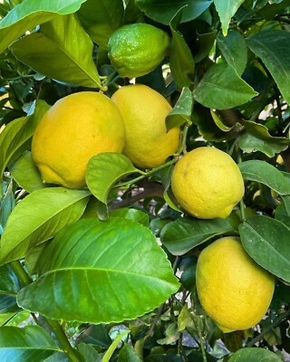 Eureka Lemon 1000+ Seedss (Citrus limon) Regular lemon