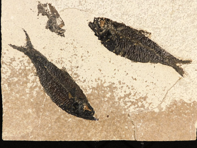 TWO! 50 Million Year Old Knightia FISH Fossils With Stand! Wyoming 792gr