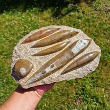 Budawi® Orthoceras Platte XL Fossilien versteinerte Tintenfische poliert