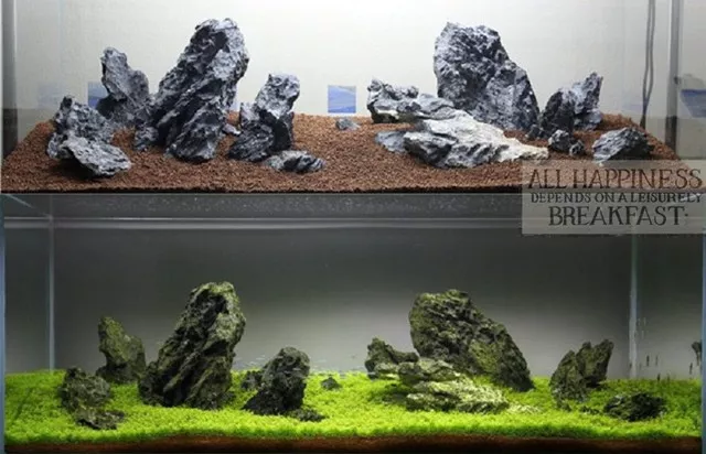 Aquascaping ADA Seiryu Stone rock aquarium tropical fish plant shrimp