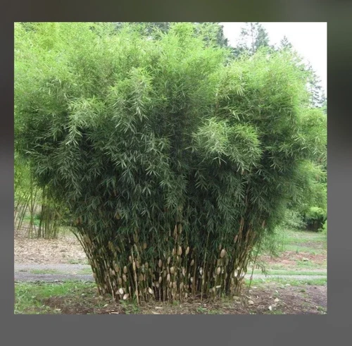 Fountain Bamboo-fargesia-Rooted Plant-Clumping Non-Invasive-Cold Hardy-18-24”