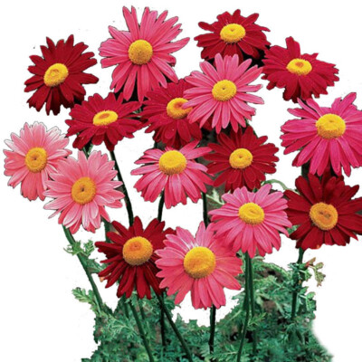 100/500 Stück Pyrethrum-Samen-Mischung Mehrjährige Blumensamen Natürliche  