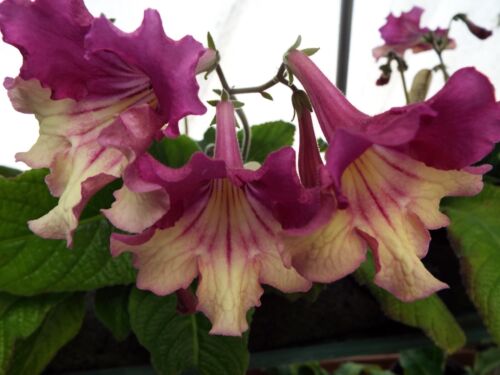 Streptocarpus Plug Plants - Varieties from letter A to M - Picture 30 of 59