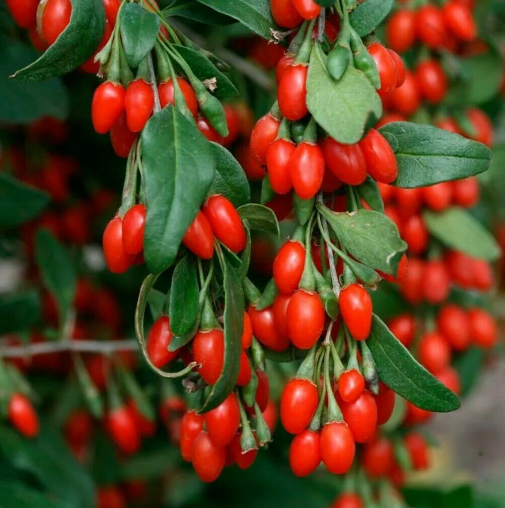 AUTHENTIC Heirloom Red Goji Berry Seeds Chinese Berries Free Shipping | eBay authentic-heirloom-red-goji-berry-seeds-chinese-berries-free-shipping-ebay