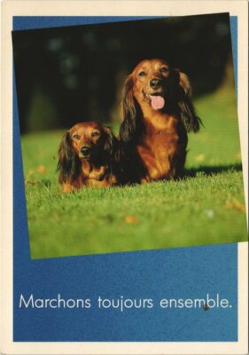 CPA Teckel HUND (1178942)