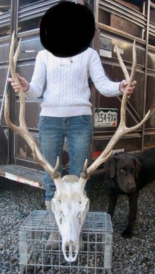 Elk Skull And Antlers 5x5 Horns Mount Taxidermy Man Cave Rack Cabin LOCAL PICKUP