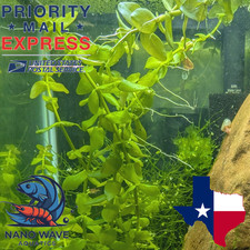 x10 Bacopa Monnieri Live Aquarium Plant 6" Stems