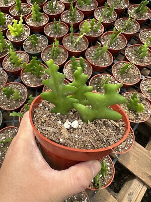 Epiphyllum anguliger 'Fishbone Cactus' Succulent Plant in4 pot | eBay