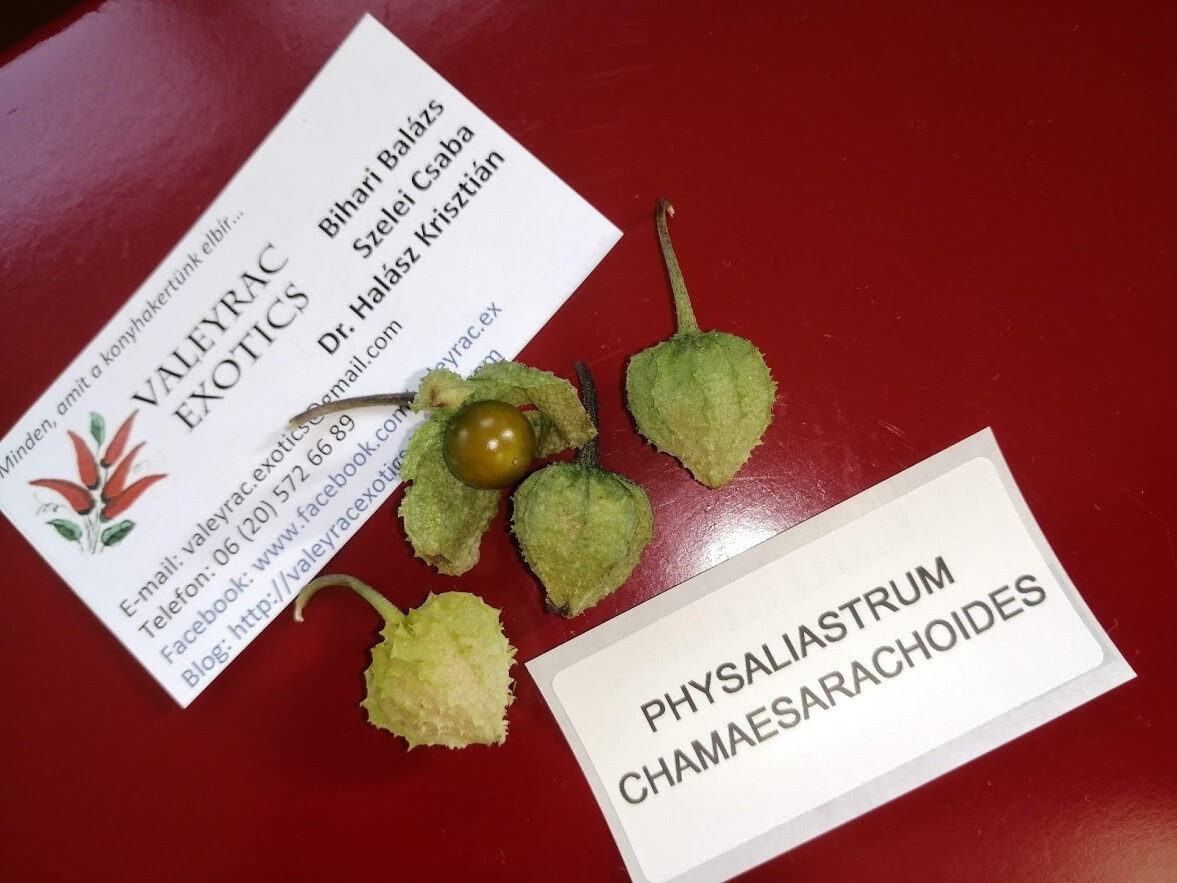 Physaliastrum chamaesarachoides - 5+ semillas - Frutas japonesas Physalis So 053