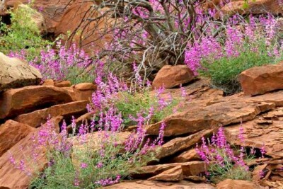 25+UTAH Northern SWEETVETCH Seeds Native Wildflower Drought Heat Cold Poor  Soils | eBay