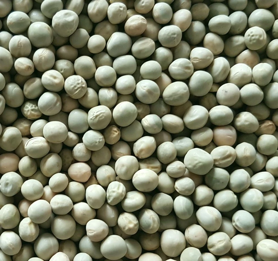 grüne Erbsen 5kg Futtererbsen Taubenfutter