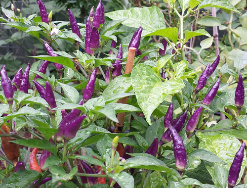 Explosive Ember Chilli - The Brightest & Extremely Attractive Chilli Pepper - Bild 11 von 13