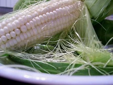 Silver Queen Sweet Corn Seeds, TREATED, White Sweet Corn F1 Hybrid, FREE SHIP