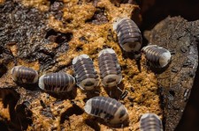 Cubaris White Ducky Isopods