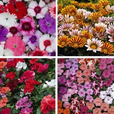 T&M Patio Container Collection Garden Flowering Half-Hardy Annual 48 Plug Plants