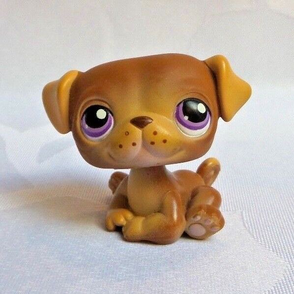 Le Guide Complet Pour Ton Carlin Ou Pug