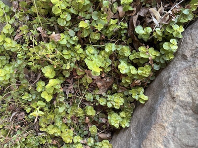#ad 10 Creeping Jenny BARE ROOTS ground Cover Hardy Fast Grower Organic $13.50