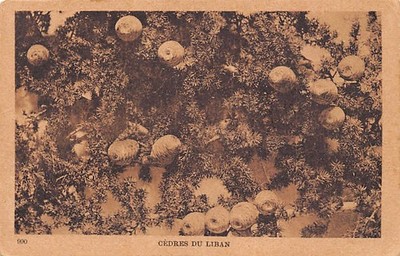 Lebanon - Cedars ofLebanon - Publ. Sarrafian Bros. 990 - - Liban - Cèdres du Lib