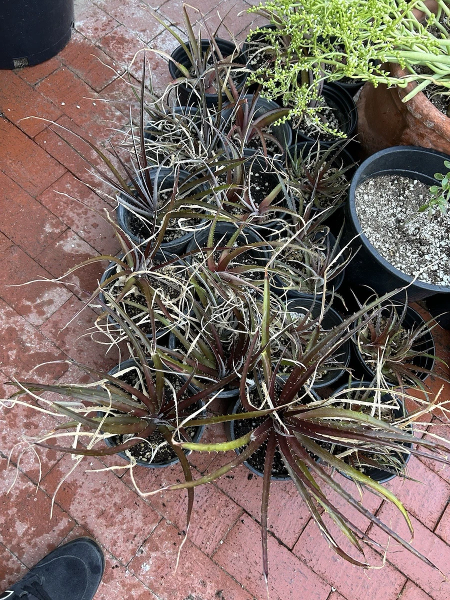 Dyckia Cactis&Succulents for sale | eBay