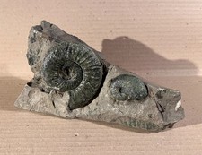 Ammonit Ammoniten Stufe Versteinerung Fossilien Länge ca. 18 cm