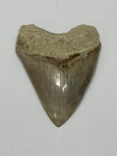 MEGALODON SHARK TOOTH REAL FOSSIL - 4 7/8 SHARK TOOTH