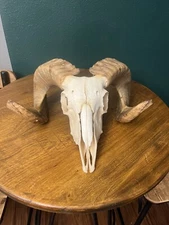 Impressive Merino Ram Skull