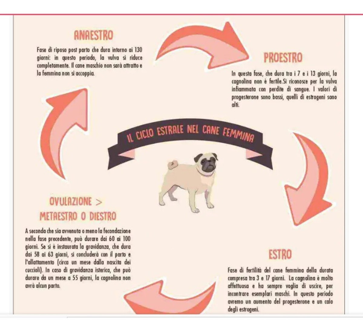 Artificial Insemination How Long Is A Female Dog Fertile Reusable